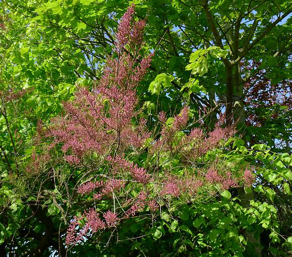 هوگزا،گز معمولی، گز فرانسه،  TAMARISK